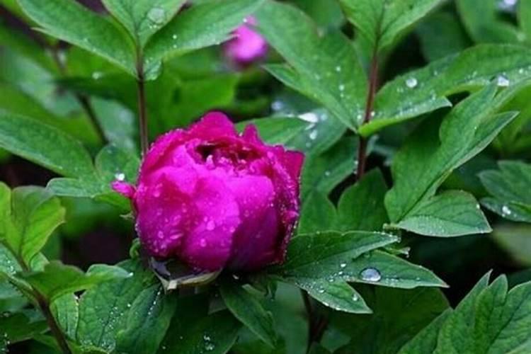 淋雨水对花的好处