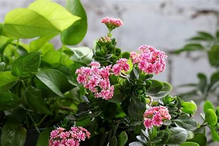 长寿花夏天如何养护叶片肥厚
