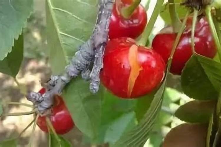 樱桃防裂果最佳方法