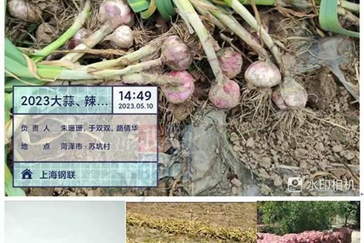如何区分梅花的花芽和花苞呢？