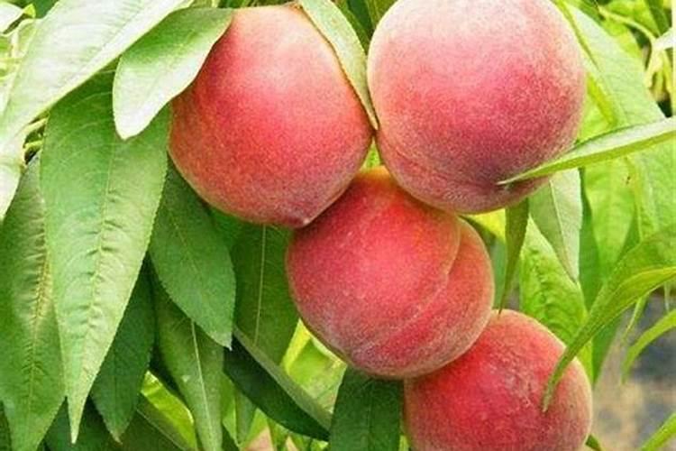 桃树施肥时间和方法