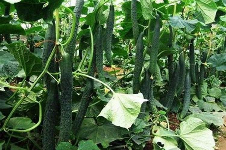 新余蜜桔有树苗买吗？