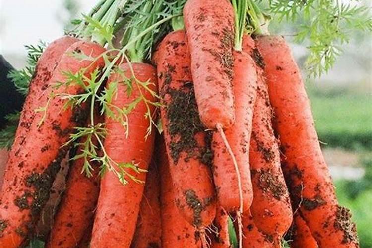 红萝卜六月份种可以吗