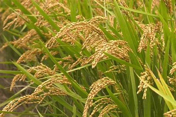 北方水稻施肥方法和用量 北方水稻施肥方法简介