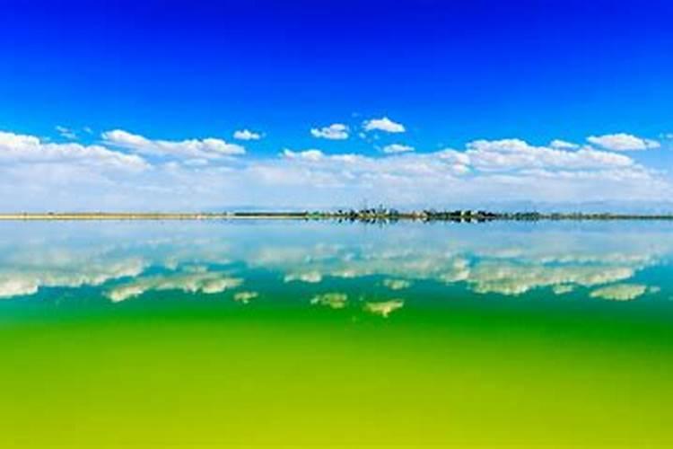 柑子树十年不开花不结果是怎么回事？