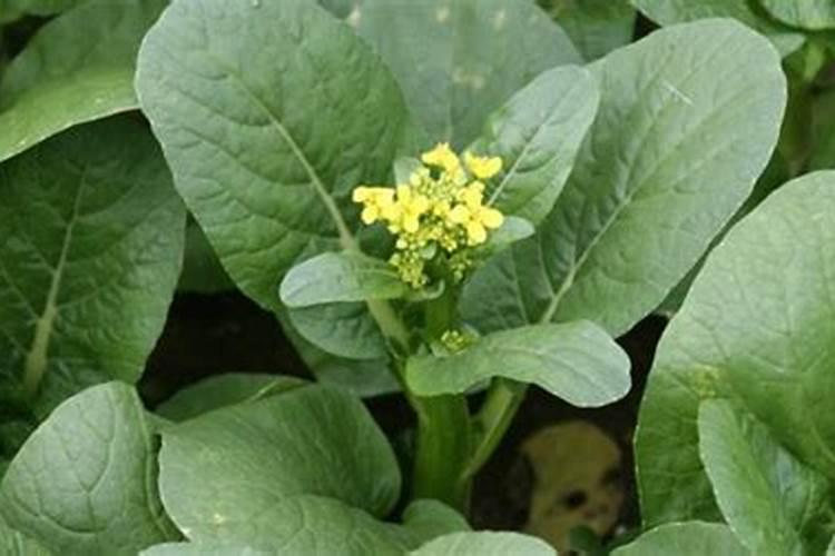 杜鹃花施什么肥料好 杜鹃花适合施哪种肥