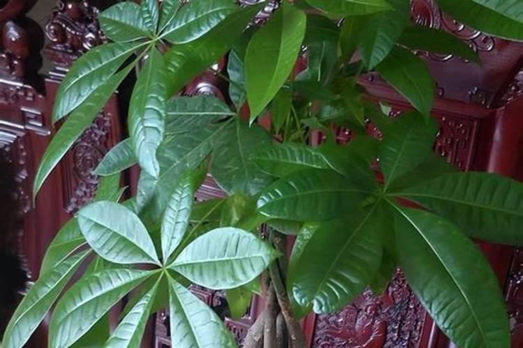 金银花施什么肥料最好(金银花施什么肥长得最快产量高)