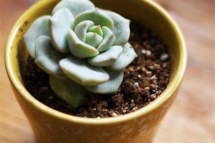 白茶树怎么养白茶主要包括哪些树种？