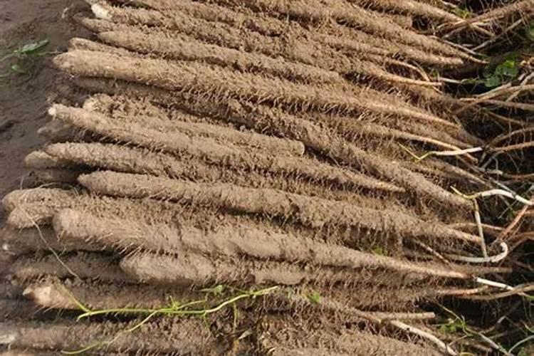 黄豆只长角不长子是怎么了？