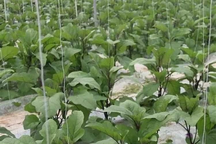 硝酸铵钙在大棚蔬菜上冲施好不好