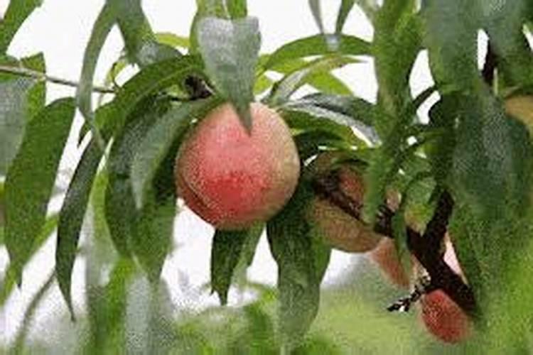 家里养的花不怎么长叶子,是不是应该施氮肥？