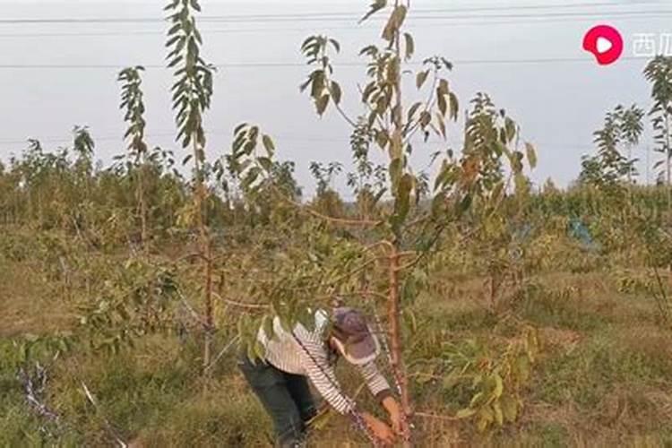 桂味荔枝小树种植技术与管理