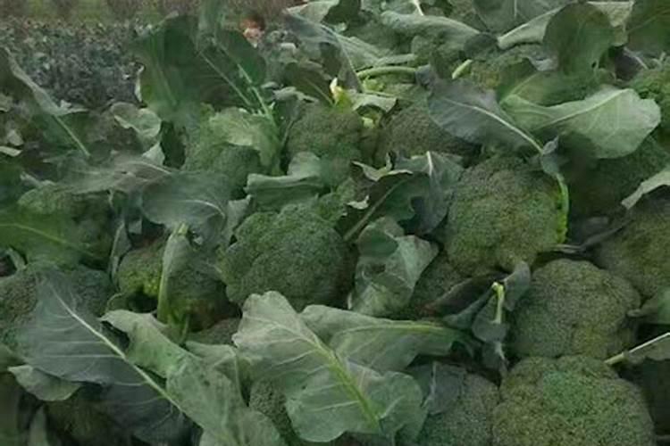 锌肥过量对棉花的危害有哪些