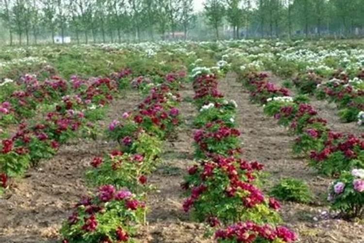 100亩地能干什么