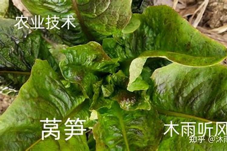 莴笋追肥是尿素好还是复合肥好 莴苣追肥有什么技巧
