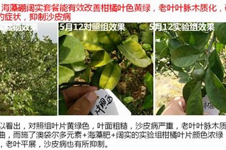 保花保果用什么药
