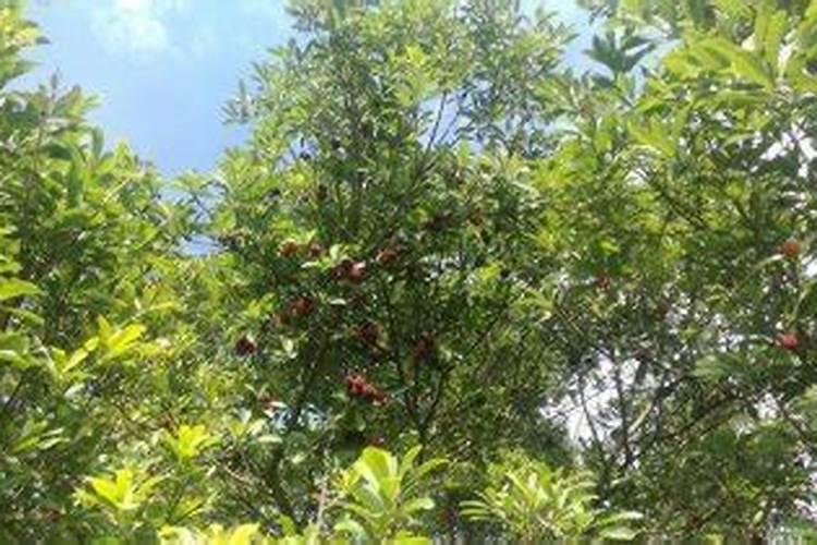 种陆地辣椒要施几次肥