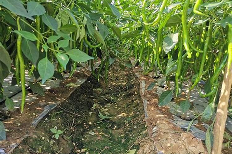 硫酸钾复合肥和氯化钾复合肥如何在外包装袋上区分