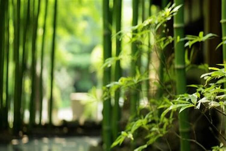 天堂鸟浇水的正确方法