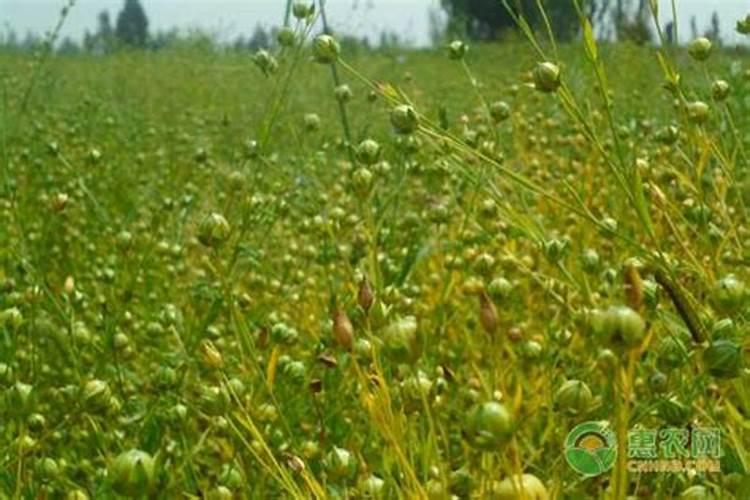 茭白常见的病害有哪些怎么防治