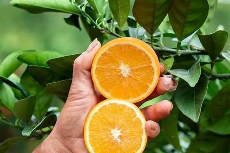 脐橙复合肥施肥方法