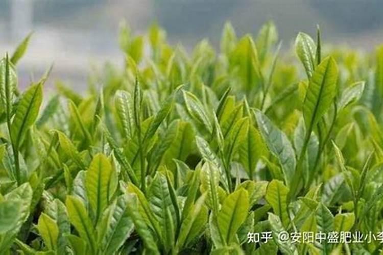 茶树采收后如何施肥,茶树施肥技术要点。