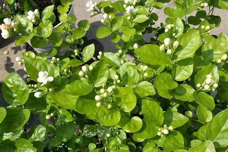 如何给茉莉花施肥