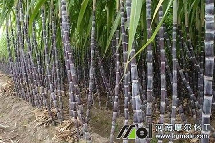 种黑皮甘蔗要施几次肥 如何施肥才高产