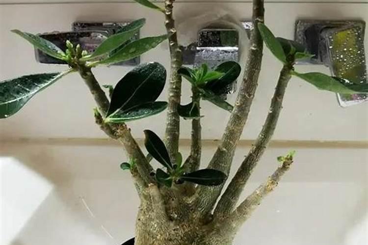 沙漠玫瑰怎么施肥 用什么肥料好