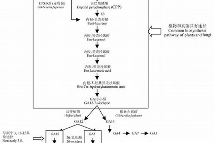 赤霉酸需要和其他肥料一起用吗