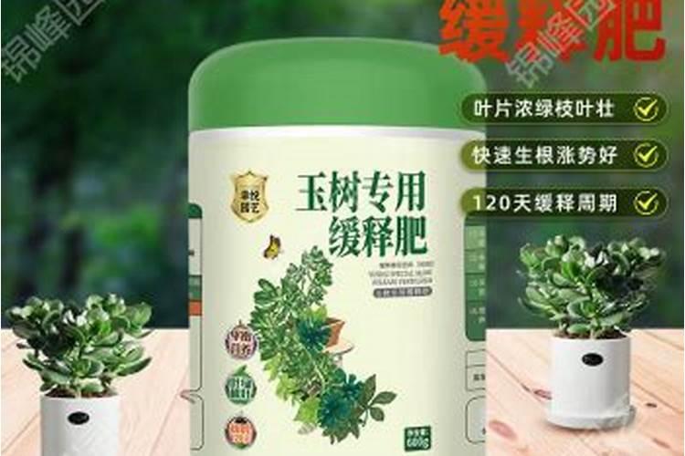 玉树用什么肥料长得最快