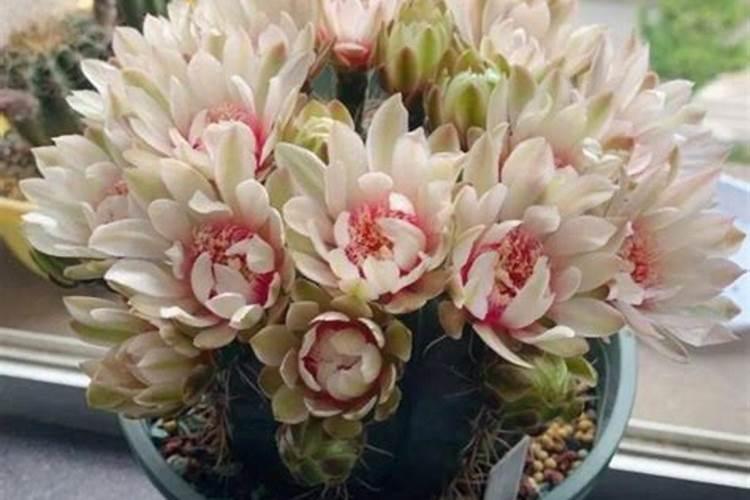绯花玉施什么肥最好