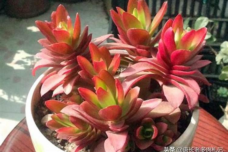 火祭多肉怎么养成红色才好看(多肉植物火祭养殖变红方法)