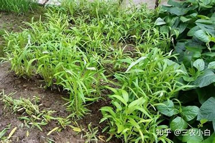 葡萄糖酸锌口服液什么时候喝最好