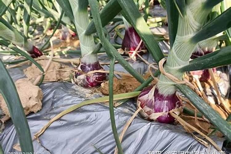 幸福树的土里长虫子了,怎么办