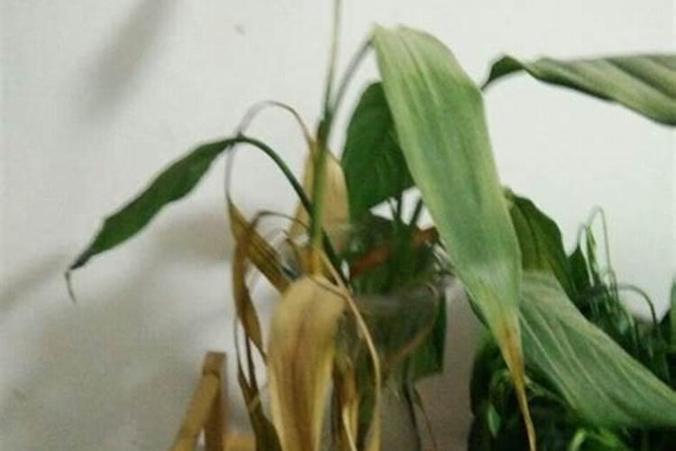 海藻肥国内那家品质量好？生物有机肥那家好？有机碳肥如何？