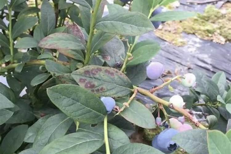 蓝梅树如何养殖