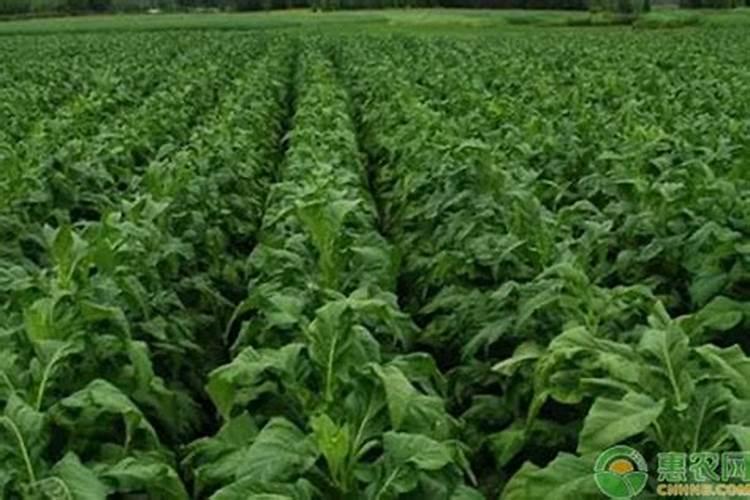 宿舍党一人食减脂餐食谱(简单易做)