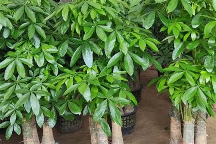 对于兰花。最有效果的肥料是兰菌王？