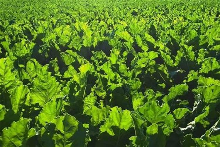 金枝玉叶怎么施肥 用什么肥料好