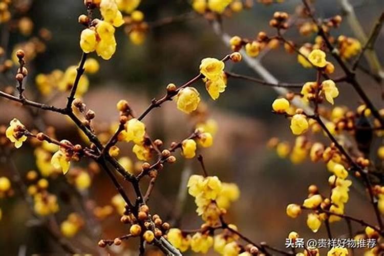 山茶花怎么施肥 山茶花如何施肥