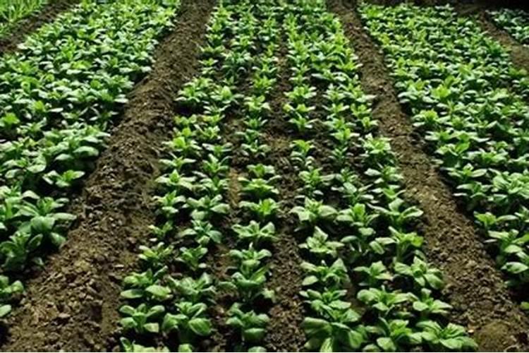 种菜最佳的施肥时间 种菜什么时候施肥好呢