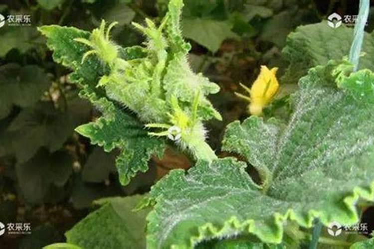 西兰花见花时可以打蚜虫药水吗？