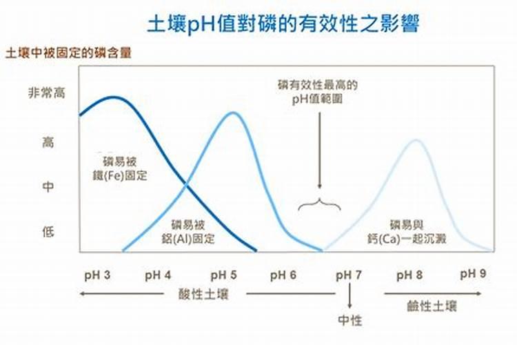 如何使三角梅快速生根
