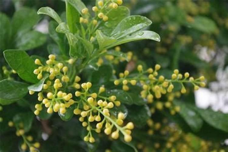 米兰花用什么肥料好