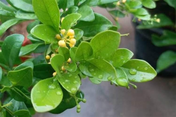 米兰用什么肥料开花效果好