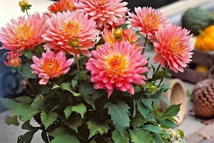 大丽花怎么矮化
