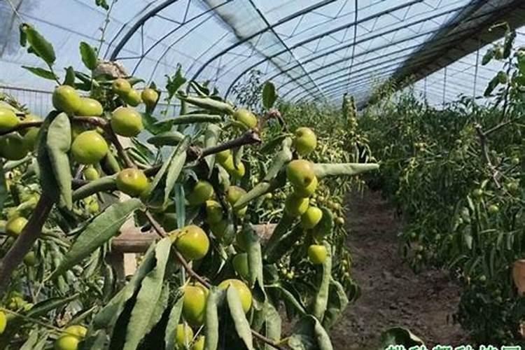 大棚蔬菜能用骨粉高钙肥吗