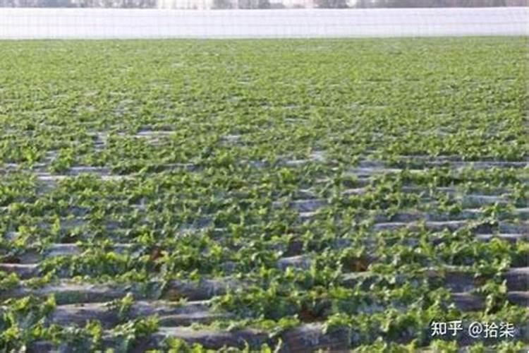 兰花在夏季可以翻盆吗