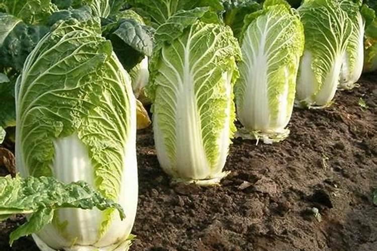 大白菜冲施什么肥料好